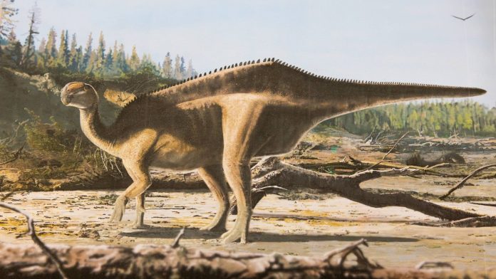 New dinosaur species featuring a 'sail' on its back identified New dinosaur species with 'sail' on its back discovered