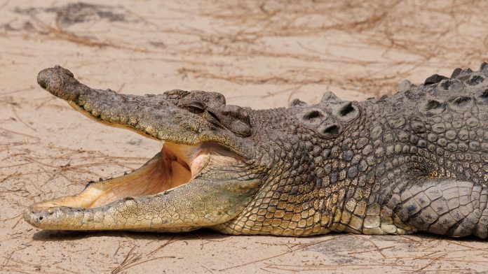 Queensland State investigating crocodile wrestling videos