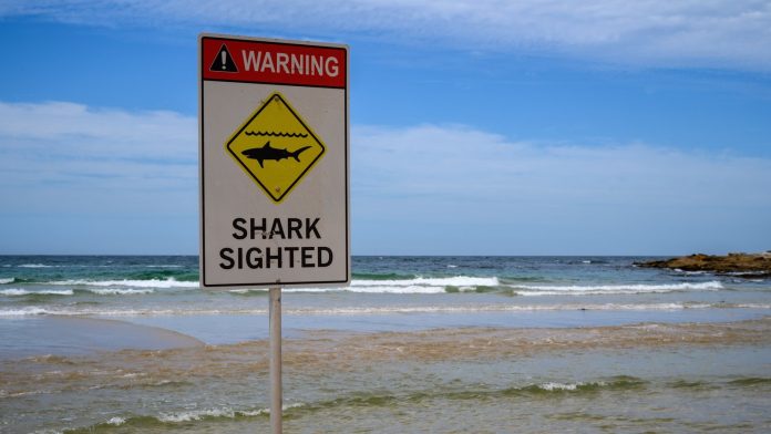 'Large shark' kills man off Sydney beach
