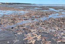 Thousands of starfish wash ashore in mass stranding on Scottish beach Thousands of starfish in mass stranding at Scottish beach