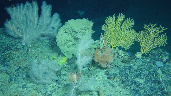 Experts warn global coral reefs are surpassing critical survival thresholds World's coral reefs crossing survival limit - experts