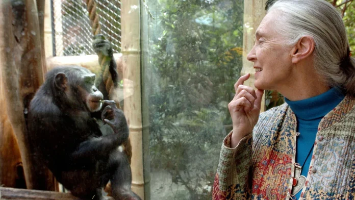 Wildlife advocate Jane Goodall dies at age of 91