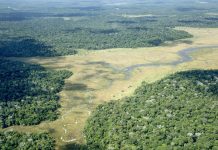 COP30 Told: Coordinated Climate Action Vital to Achieve Global Goals Coordination on climate efforts essential, COP30 to hear