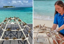 From Maldives atolls to Ireland’s coasts: protecting coral reefs Protecting coral reefs from the Maldives to Ireland