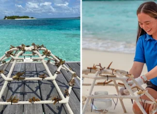 From Maldives atolls to Ireland’s coasts: protecting coral reefs Protecting coral reefs from the Maldives to Ireland