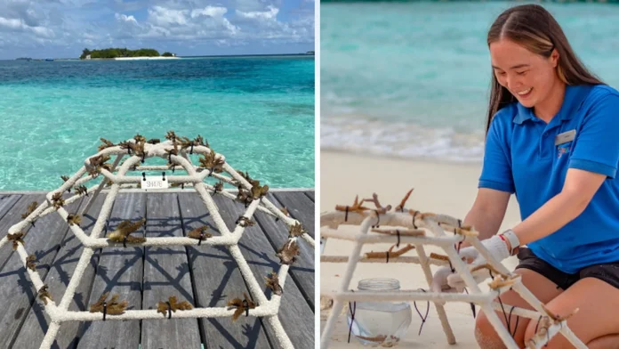 Protecting coral reefs from the Maldives to Ireland