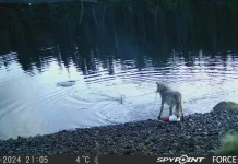 Scientists amazed as wolf exploits crab traps to scavenge meals Researchers stunned by wolf's use of crab traps to feed
