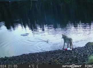 Scientists amazed as wolf exploits crab traps to scavenge meals Researchers stunned by wolf's use of crab traps to feed