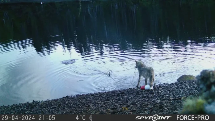 Scientists amazed as wolf exploits crab traps to scavenge meals Researchers stunned by wolf's use of crab traps to feed