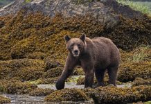 Wild bear attacks schoolchildren in Canada, leaving 11 students injured Bear attack on school children in Canada injures 11