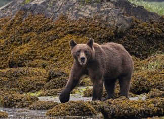 Wild bear attacks schoolchildren in Canada, leaving 11 students injured Bear attack on school children in Canada injures 11