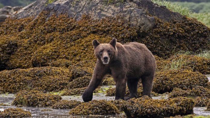 Bear attack on school children in Canada injures 11