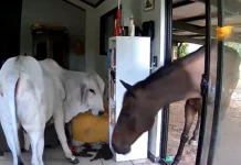 Dog’s blunder lets bull and horse wander into Australian home Moo dunnit? Dog lets bull, horse into Australian house