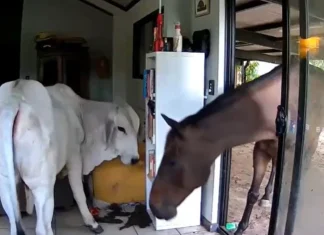 Dog’s blunder lets bull and horse wander into Australian home Moo dunnit? Dog lets bull, horse into Australian house