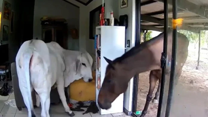 Dog's blunder lets bull and horse wander into Australian home Moo dunnit? Dog lets bull, horse into Australian house