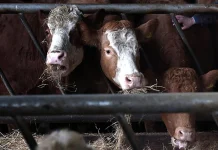 China halts Irish beef imports amid bluetongue virus concerns China suspends imports of Irish beef due to bluetongue