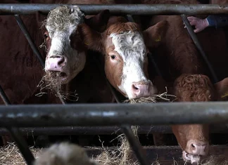 China halts Irish beef imports amid bluetongue virus concerns China suspends imports of Irish beef due to bluetongue