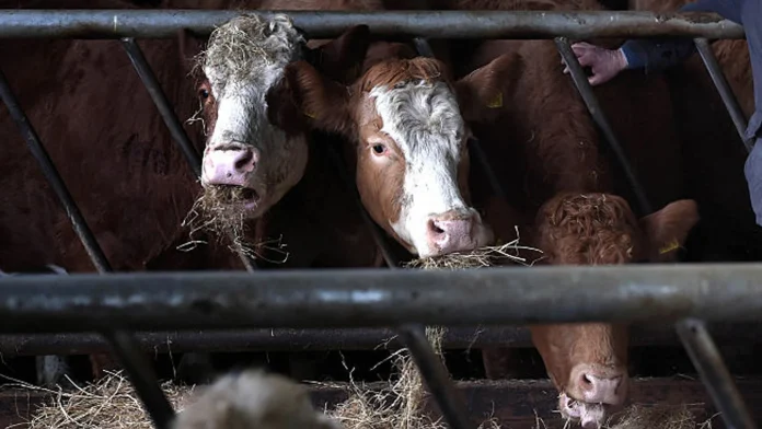 China halts Irish beef imports amid bluetongue virus concerns China suspends imports of Irish beef due to bluetongue
