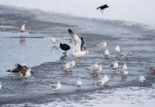 Six killed in weather-related incidents as severe cold snap hits Europe Six dead in weather accidents as cold snap grips Europe