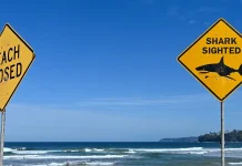 Sydney surfer mauled by shark — third coastal attack in two days Shark mauls surfer in Sydney, third attack in two days