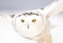 40 Migratory Species Secure International Protection Under Global Agreement Forty new migratory species win international protection