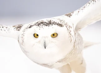 40 Migratory Species Secure International Protection Under Global Agreement Forty new migratory species win international protection