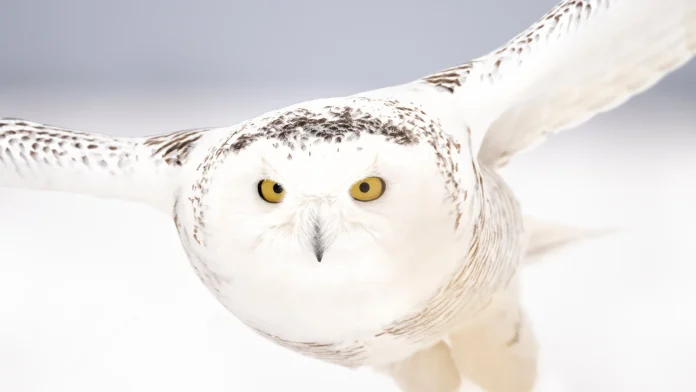 Forty new migratory species win international protection