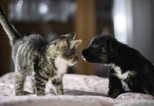 European Parliament approves new protections for cats and dogs across EU EU parliament adopts new rules to protect cats and dogs