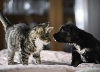 European Parliament approves new protections for cats and dogs across EU EU parliament adopts new rules to protect cats and dogs