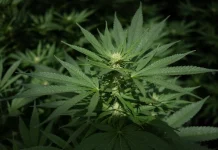 US downgrades federal risk classification for certain cannabis products US reclassifies some marijuana products as less dangerous
