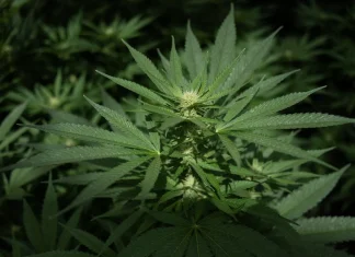 US downgrades federal risk classification for certain cannabis products US reclassifies some marijuana products as less dangerous