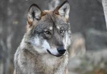 Woman Bitten by Wolf in Germany — First Such Attack in Decades Wolf bites woman in Germany in first attack for decades