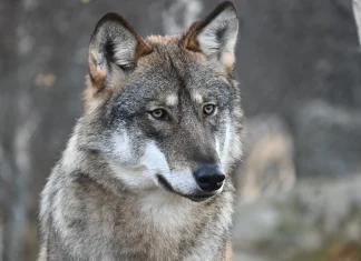 Woman Bitten by Wolf in Germany — First Such Attack in Decades Wolf bites woman in Germany in first attack for decades