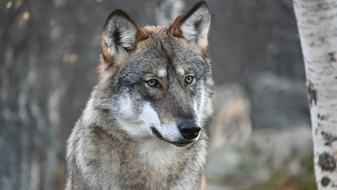 Wolf bites woman in Germany in first attack for decades