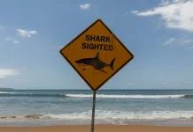Great white shark fatally attacks man off Western Australia coast Man killed by great white shark in western Australia