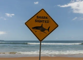 Great white shark fatally attacks man off Western Australia coast Man killed by great white shark in western Australia