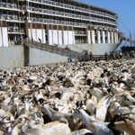 Doon xoolo badan siday oo ka baxday Berbera oo ku gubatay Marinka Hormuz