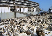 Doon xoolo badan siday oo ka baxday Berbera oo ku gubatay Marinka Hormuz