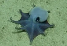 Scientists discover rare blue deep-sea octopus in ocean depths 'It's blue'- scientists find new deep-sea octopus