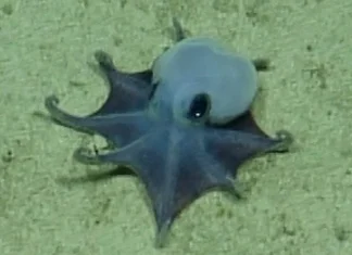 Scientists discover rare blue deep-sea octopus in ocean depths 'It's blue'- scientists find new deep-sea octopus