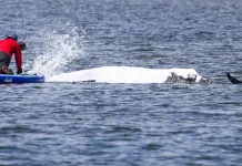 Stranded German humpback whale safely returned to open sea Humpback whale stranded in Germany released into sea
