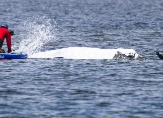 Stranded German humpback whale safely returned to open sea Humpback whale stranded in Germany released into sea