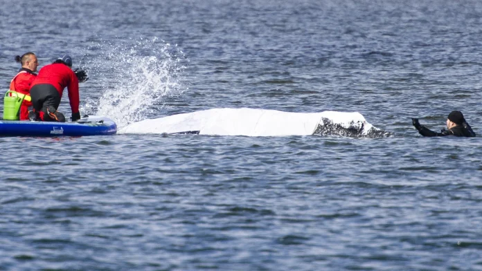 Humpback whale stranded in Germany released into sea