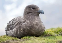 Australia confirms first detected case of highly contagious H5 bird flu Australia detects first case of contagious H5 bird flu