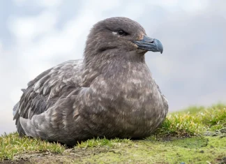 Australia confirms first detected case of highly contagious H5 bird flu Australia detects first case of contagious H5 bird flu