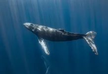 Chinese sub uncovers the world’s biggest whale graveyard on ocean floor World's largest whale graveyard discovered by Chinese sub