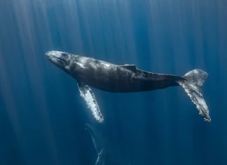 Chinese sub uncovers the world’s biggest whale graveyard on ocean floor World's largest whale graveyard discovered by Chinese sub