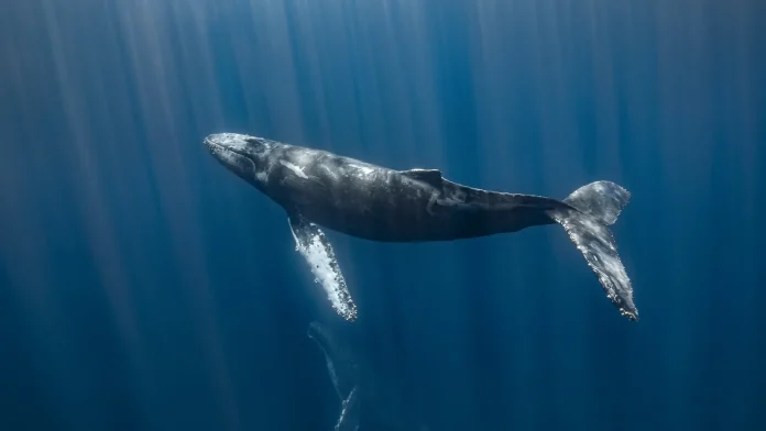 Chinese sub uncovers the world’s biggest whale graveyard on ocean World's largest whale graveyard discovered by Chinese sub