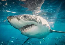 Diver fatally attacked by shark off Western Australia coast Shark kills diver off Western Australia