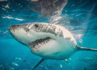 Diver fatally attacked by shark off Western Australia coast Shark kills diver off Western Australia